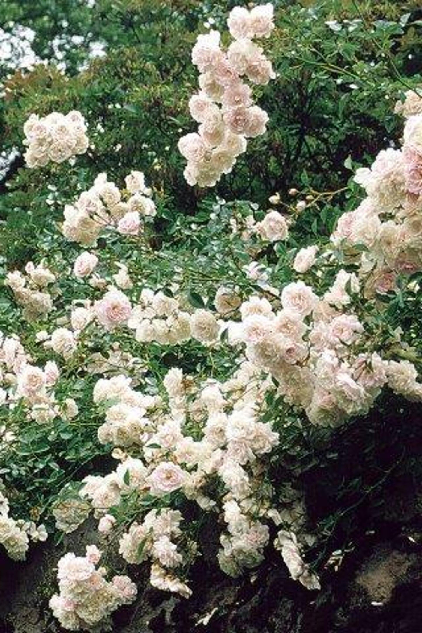 Rosa Landscape Sea Foam - View 5 from www redcrocus com