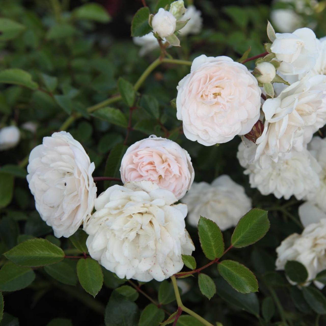 Rosa Landscape Sea Foam - View 6 from www redcrocus com