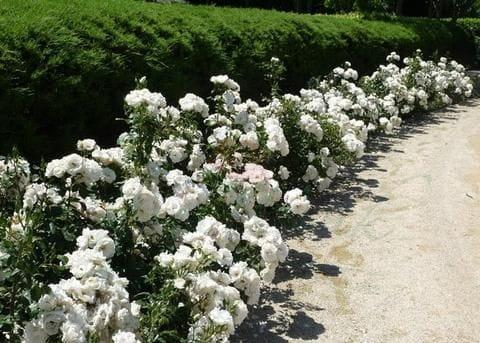 Rosa Landscape Sea Foam - View 7 from www redcrocus com
