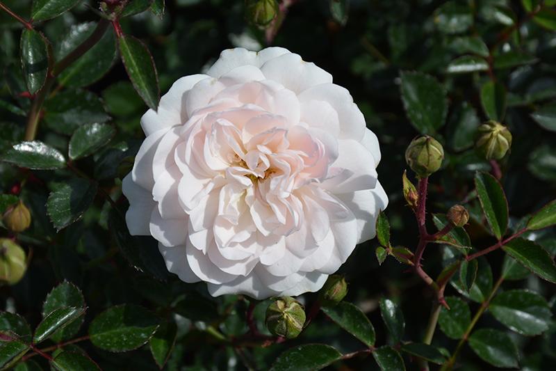 Rosa Landscape Sea Foam - View 8 from www redcrocus com