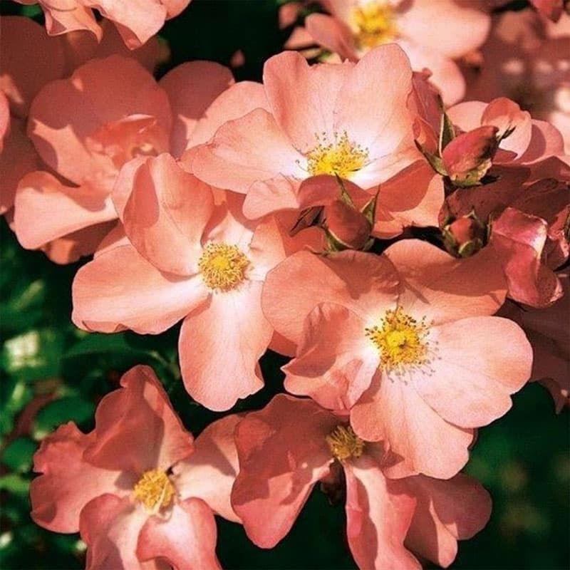 Rosa Landscape Flower Carpet Coral - View 11 from www redcrocus com
