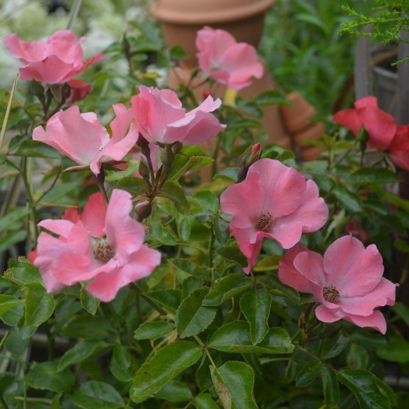 Rosa Landscape Flower Carpet Coral - View 13 from www redcrocus com