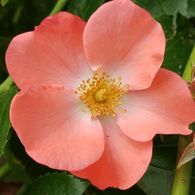Rosa Landscape Flower Carpet Coral - View 14 from www redcrocus com