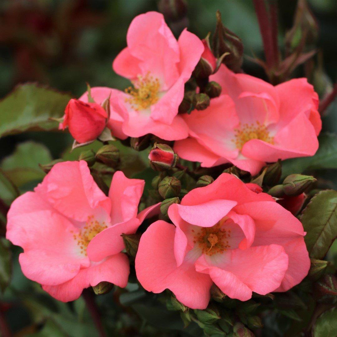 Rosa Landscape Flower Carpet Coral - View 15 from www redcrocus com