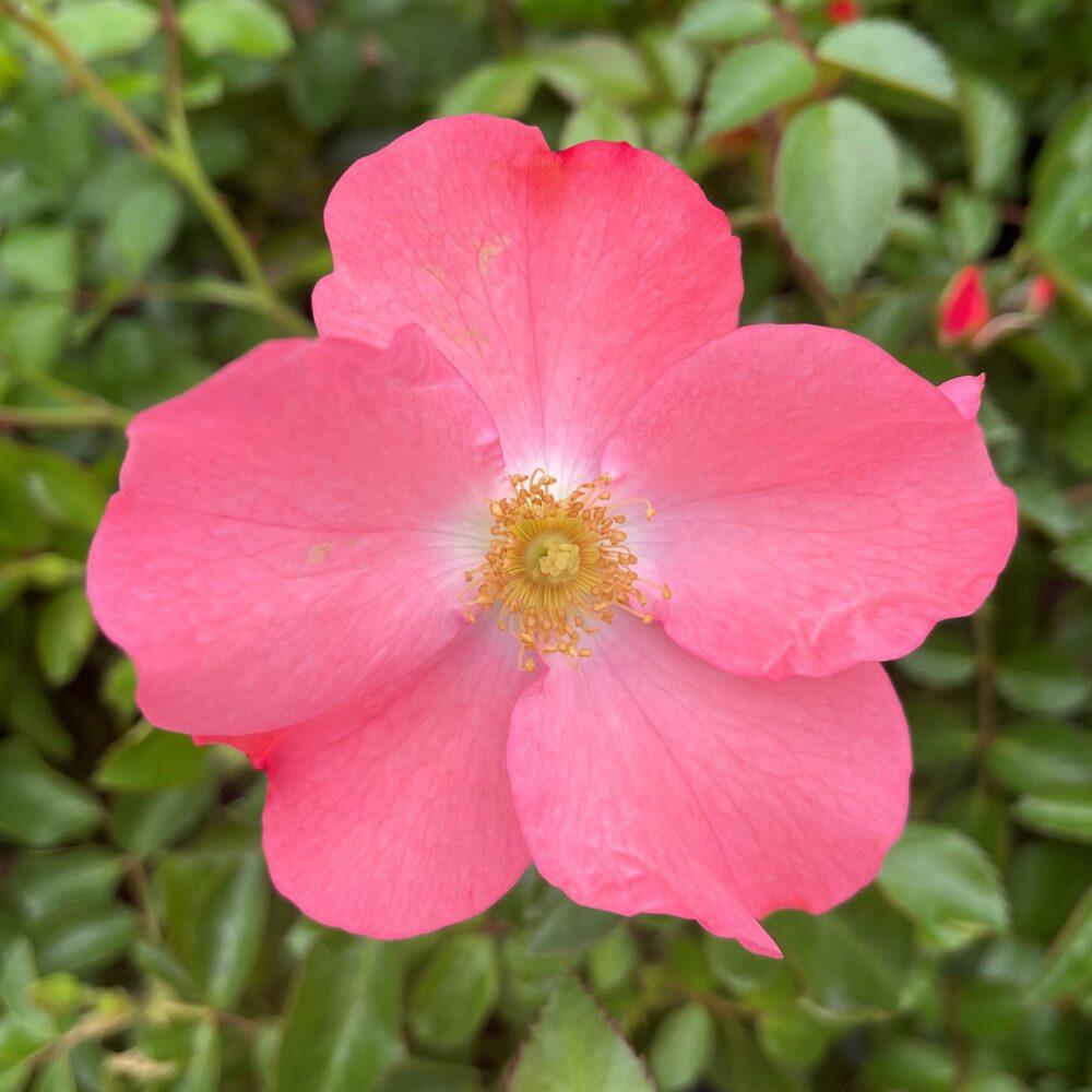 Rosa Landscape Flower Carpet Coral - View 2 from www redcrocus com