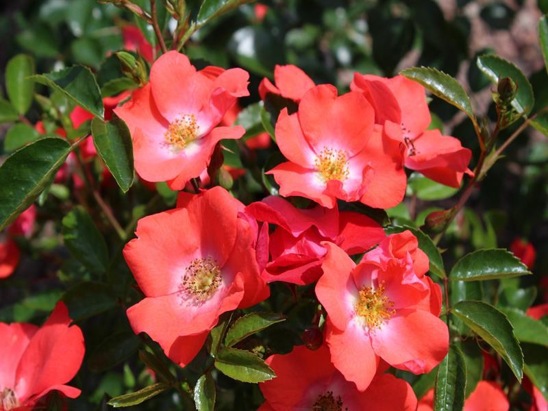 Rosa Landscape Flower Carpet Coral - View 3 from www redcrocus com