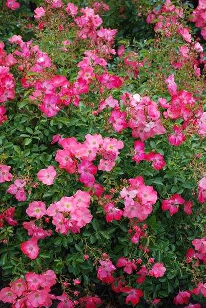 Rosa Landscape Flower Carpet Coral - View 4 from www redcrocus com
