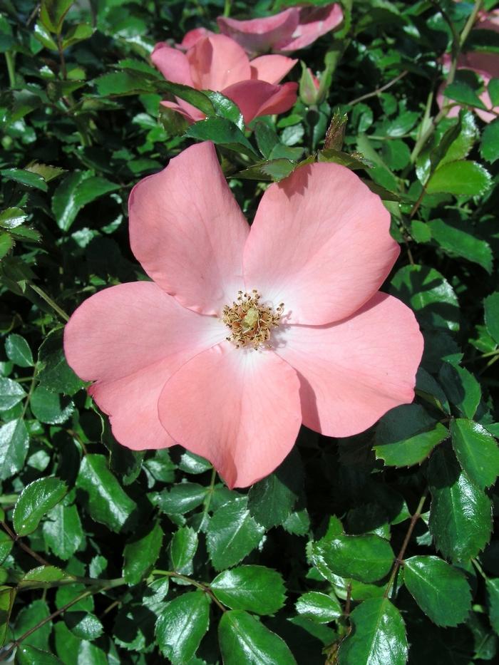 Rosa Landscape Flower Carpet Coral - View 5 from www redcrocus com