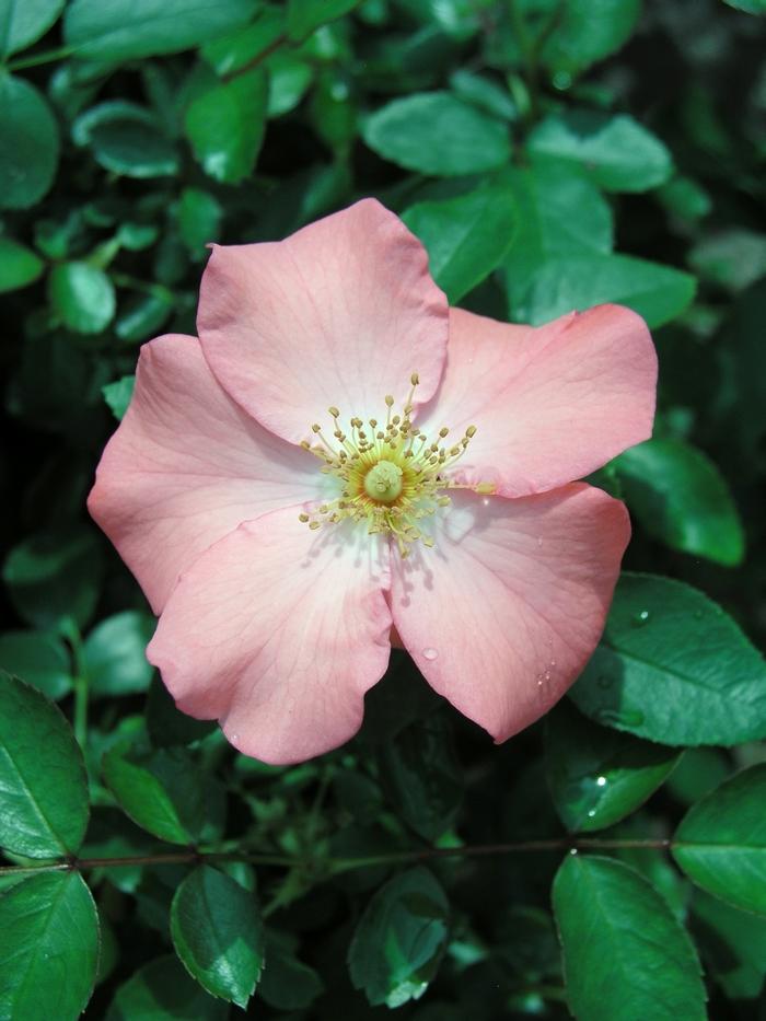 Rosa Landscape Flower Carpet Coral - View 6 from www redcrocus com