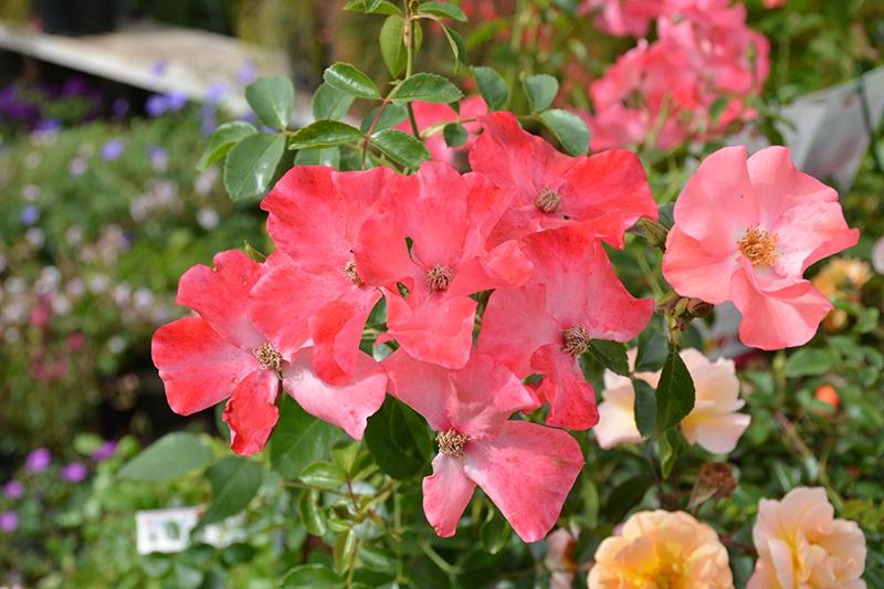 Rosa Landscape Flower Carpet Coral - View 7 from www redcrocus com