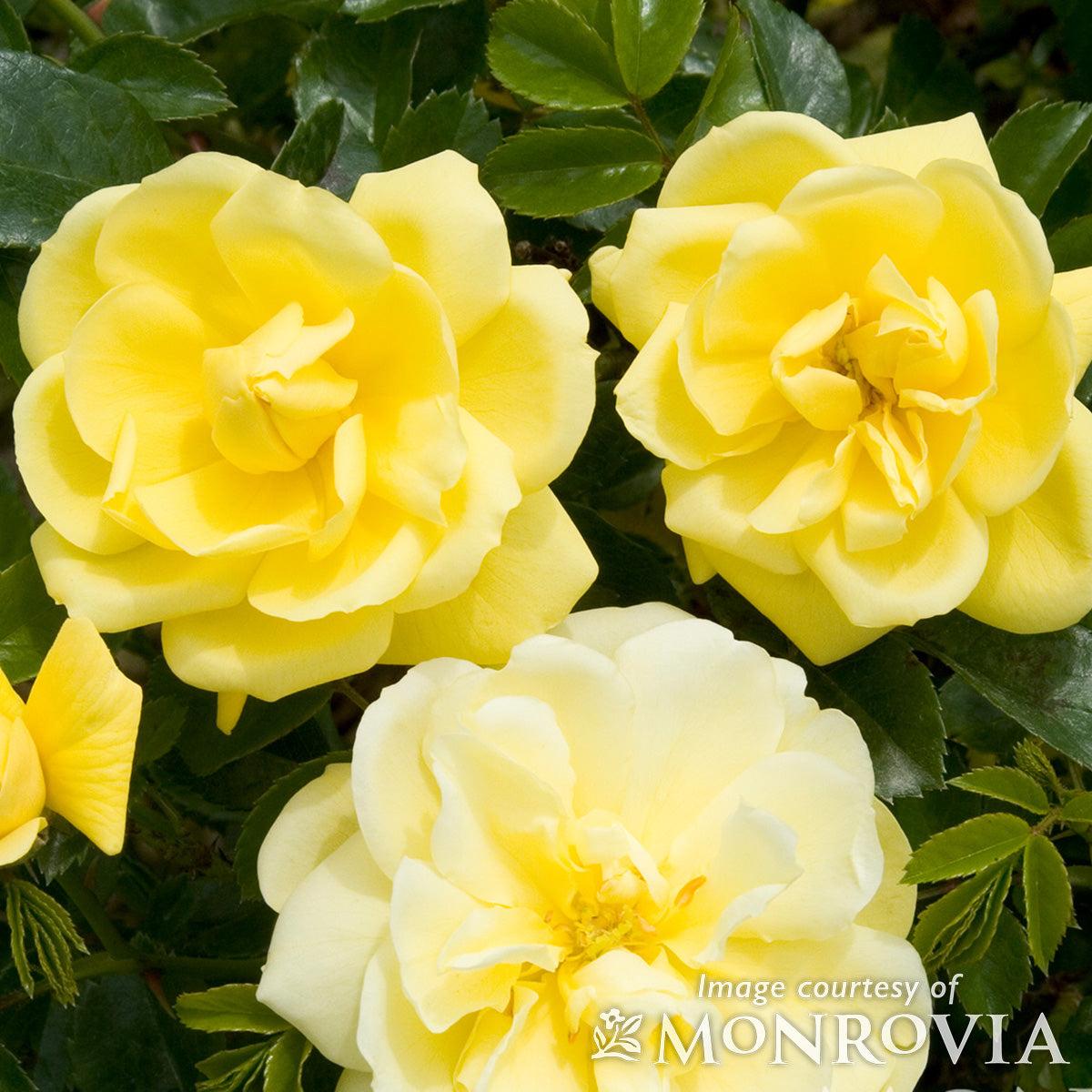 Rosa Landscape Flower Carpet Yellow - View 10 from www redcrocus com