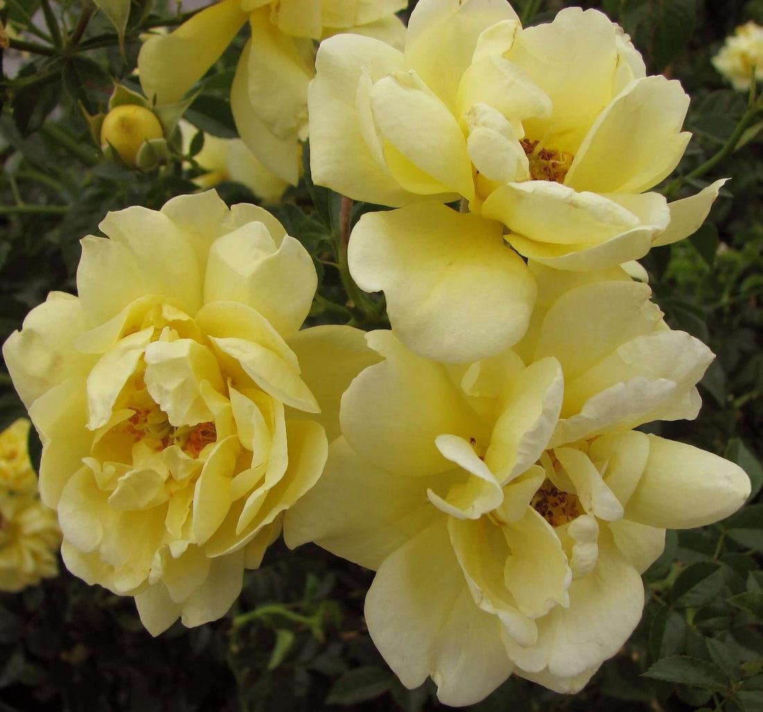 Rosa Landscape Flower Carpet Yellow - View 11 from www redcrocus com