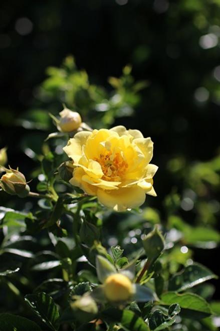 Rosa Landscape Flower Carpet Yellow - View 12 from www redcrocus com