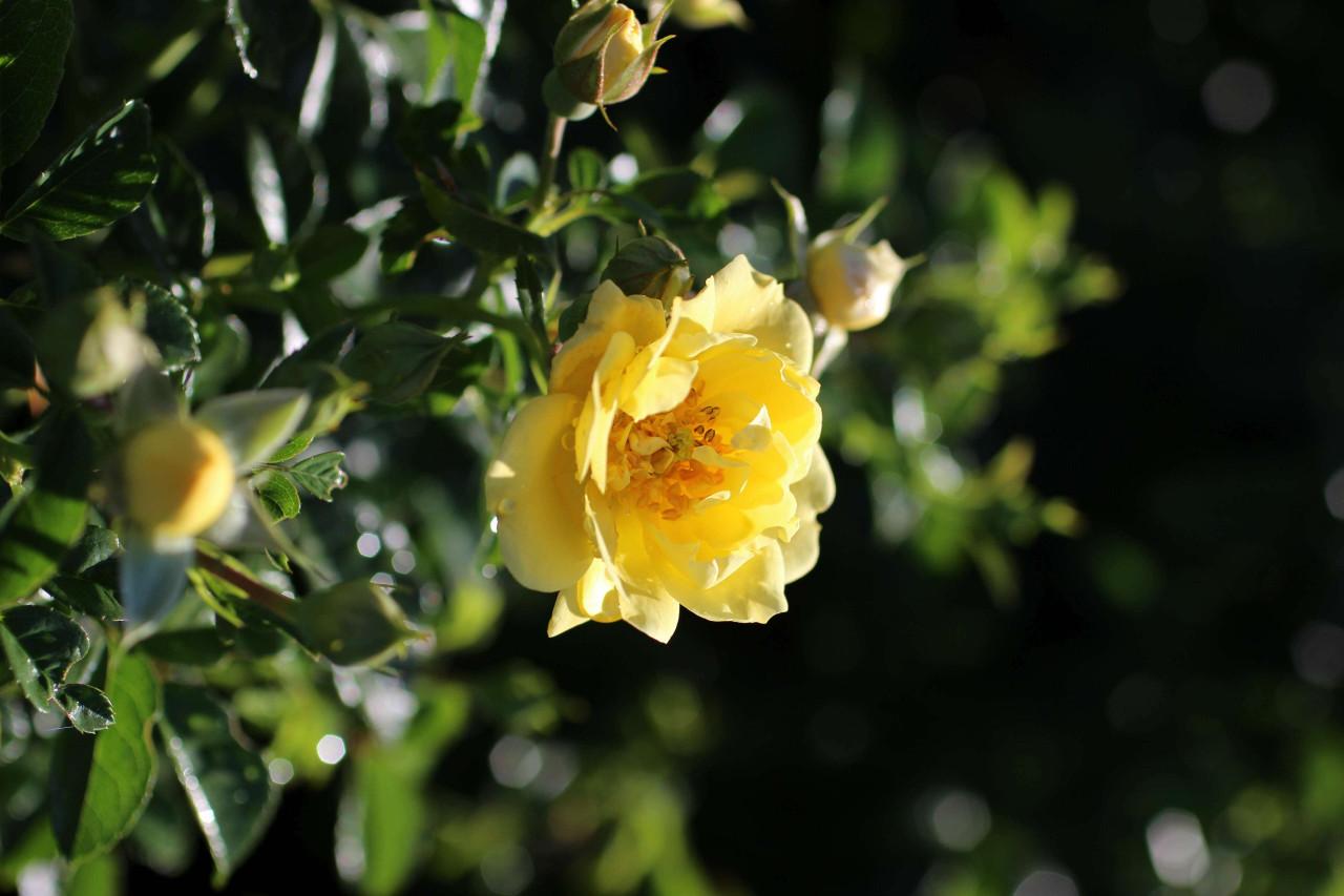 Rosa Landscape Flower Carpet Yellow - View 13 from www redcrocus com