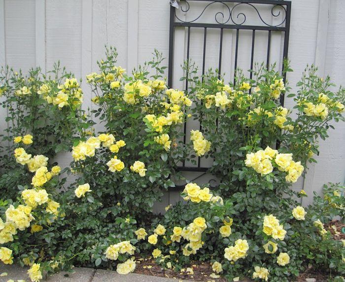Rosa Landscape Flower Carpet Yellow - View 15 from www redcrocus com