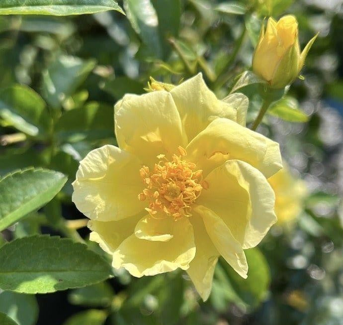 Rosa Landscape Flower Carpet Yellow - View 16 from www redcrocus com