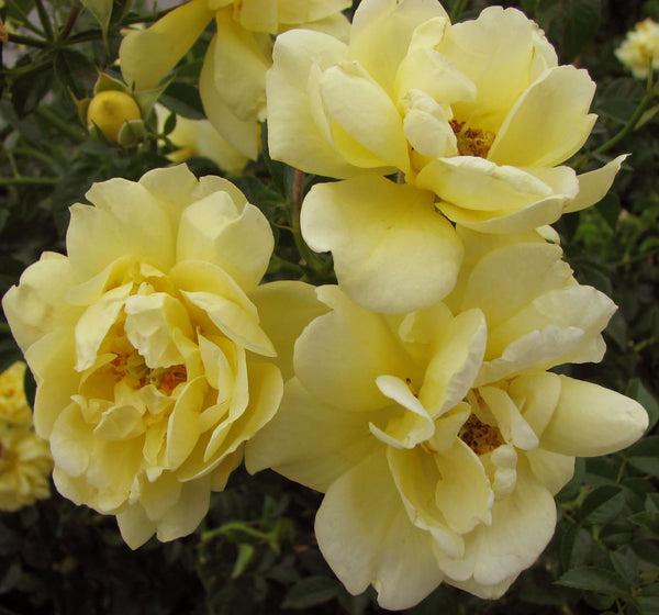 Rosa Landscape Flower Carpet Yellow - View 17 from www redcrocus com
