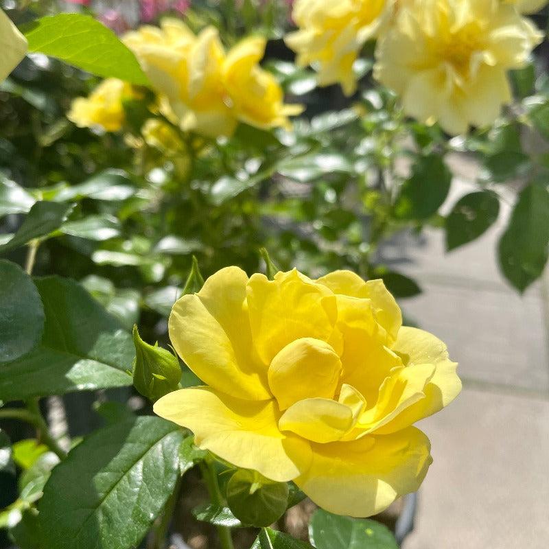 Rosa Landscape Flower Carpet Yellow - View 18 from www redcrocus com