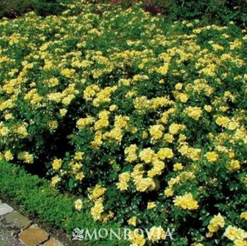 Rosa Landscape Flower Carpet Yellow - View 1 from www redcrocus com