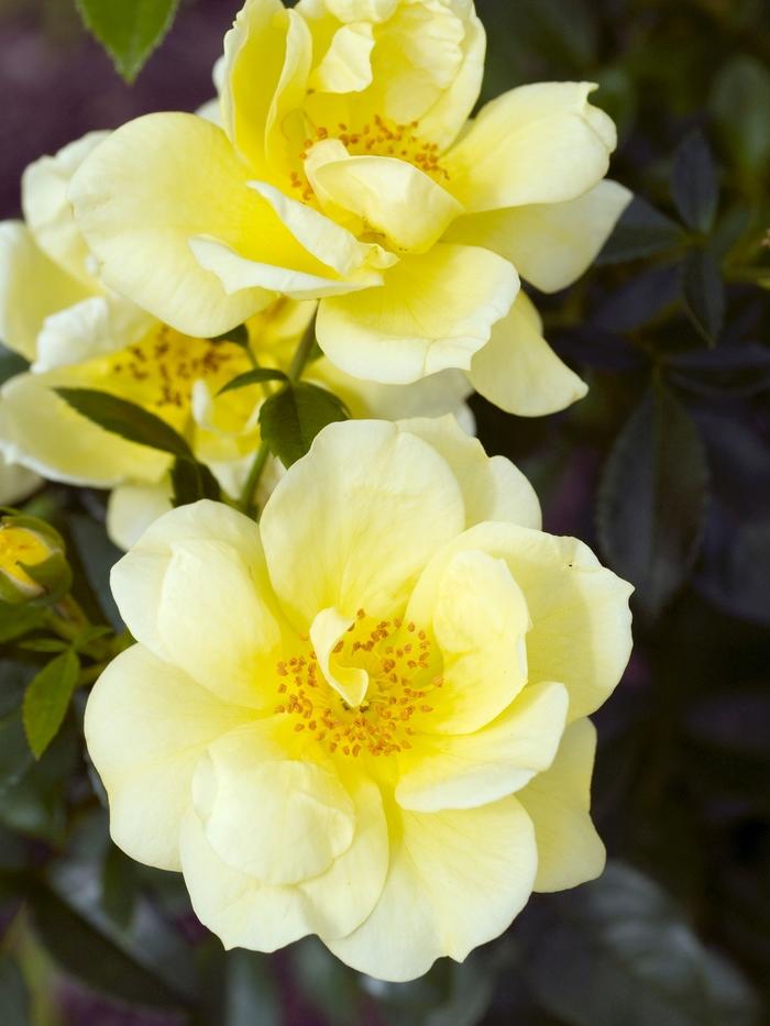 Rosa Landscape Flower Carpet Yellow - View 3 from www redcrocus com