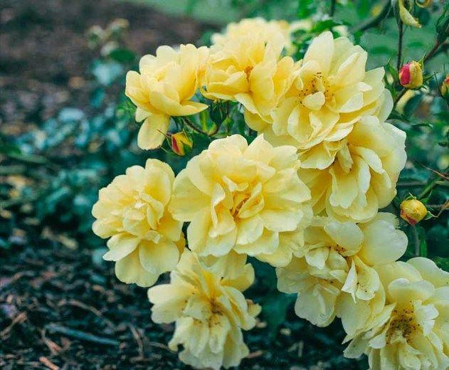Rosa Landscape Flower Carpet Yellow - View 4 from www redcrocus com