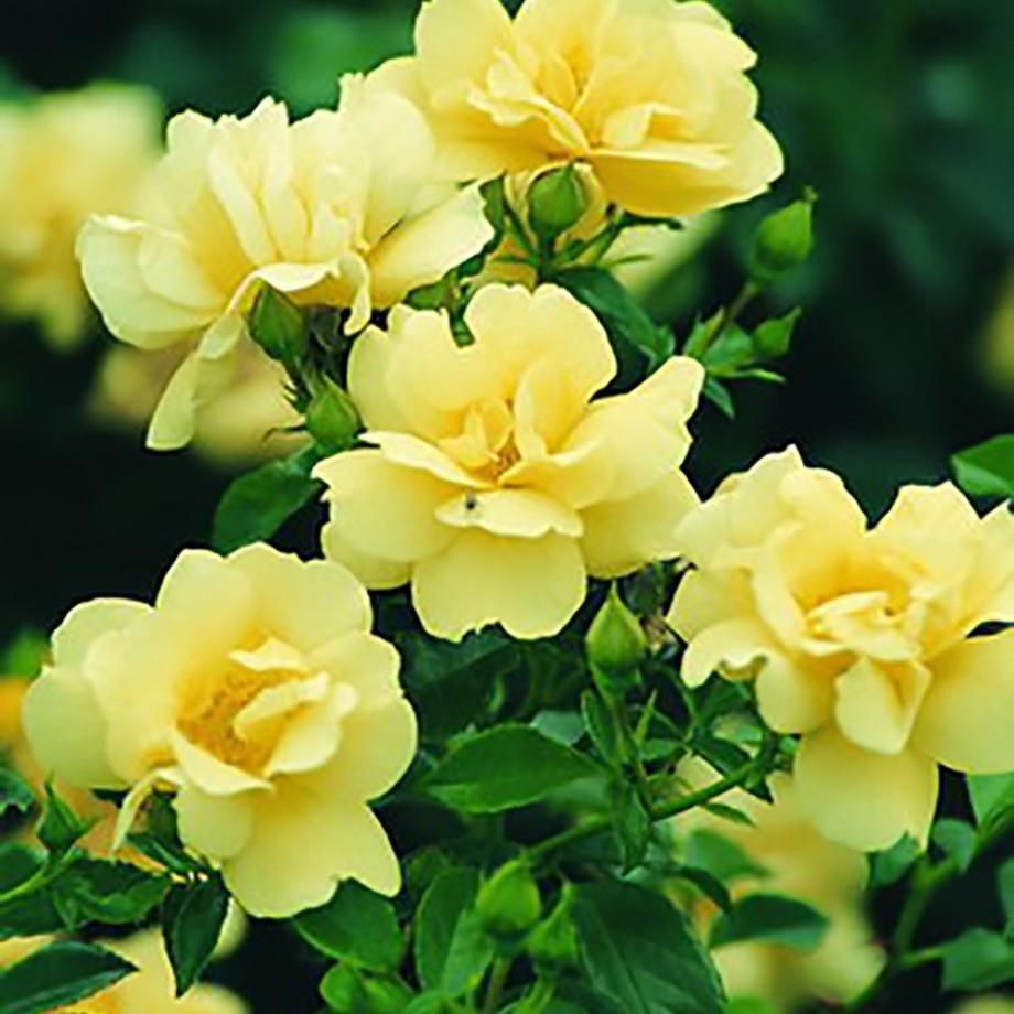 Rosa Landscape Flower Carpet Yellow - View 5 from www redcrocus com