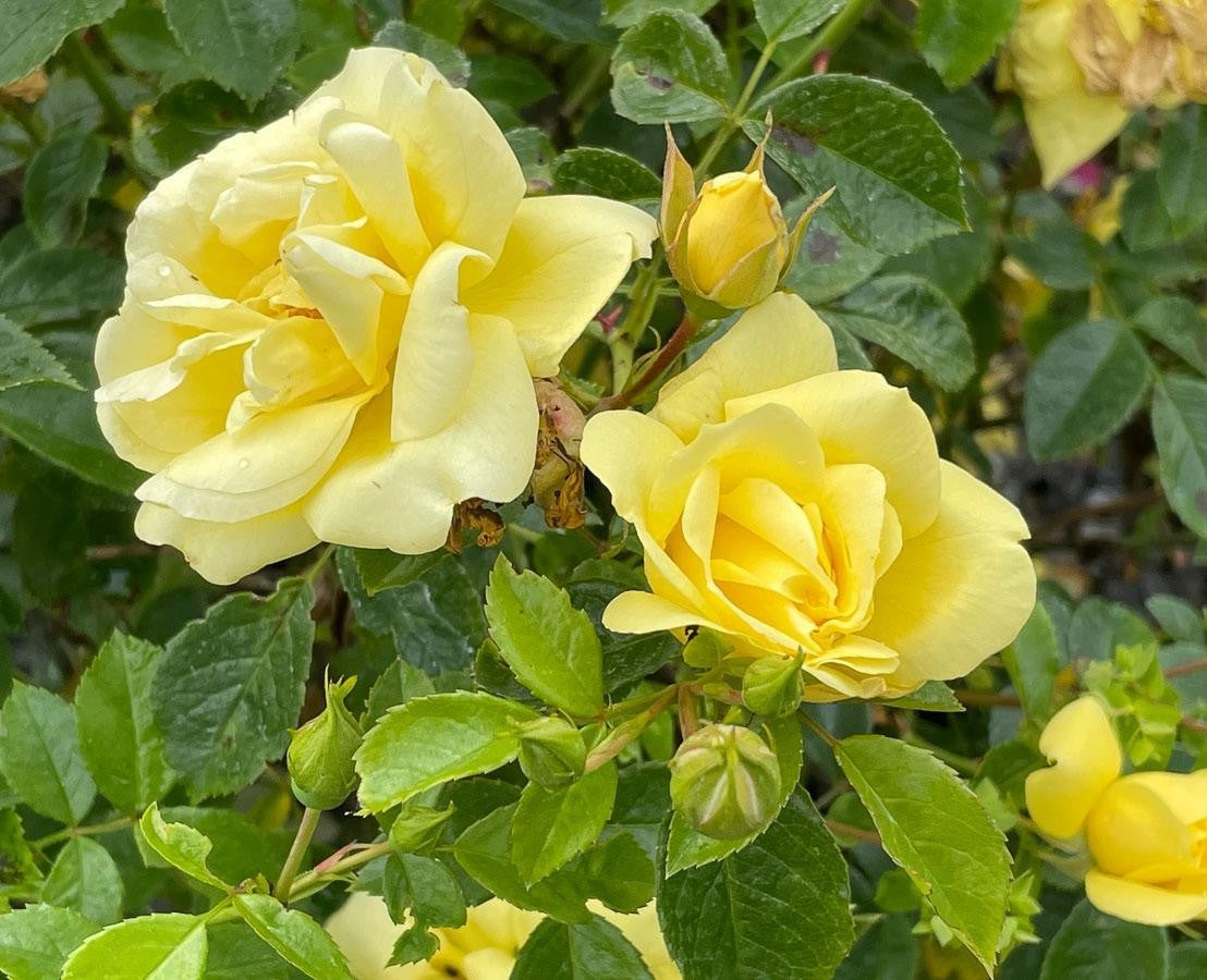 Rosa Landscape Flower Carpet Yellow - View 6 from www redcrocus com