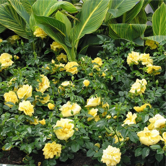 Rosa Landscape Flower Carpet Yellow - View 7 from www redcrocus com