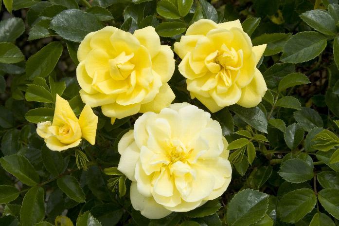 Rosa Landscape Flower Carpet Yellow - View 8 from www redcrocus com