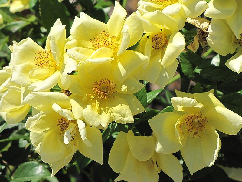 Rosa Landscape Flower Carpet Yellow - View 9 from www redcrocus com