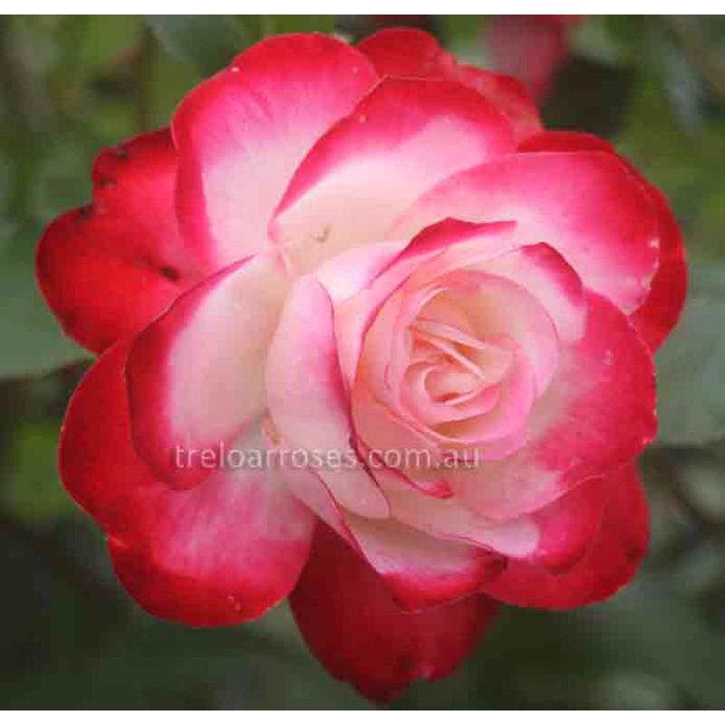 Rosa Landscape Fire N Ice - View 11 from www redcrocus com