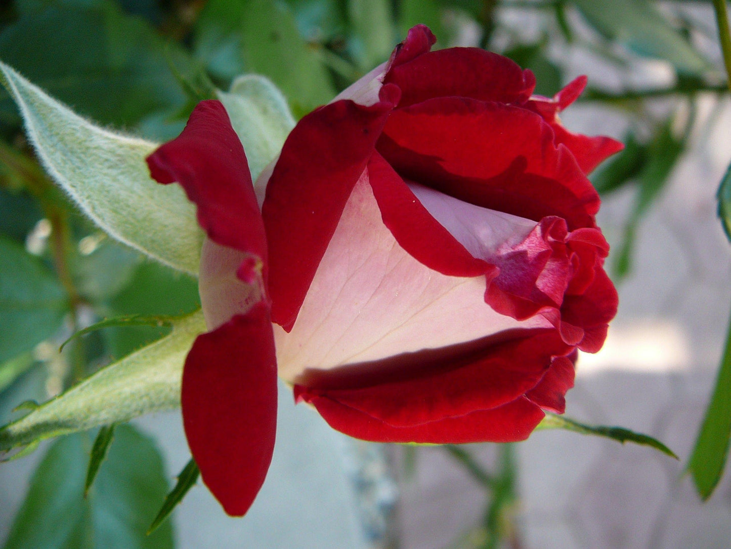 Rosa Landscape Fire N Ice - View 12 from www redcrocus com