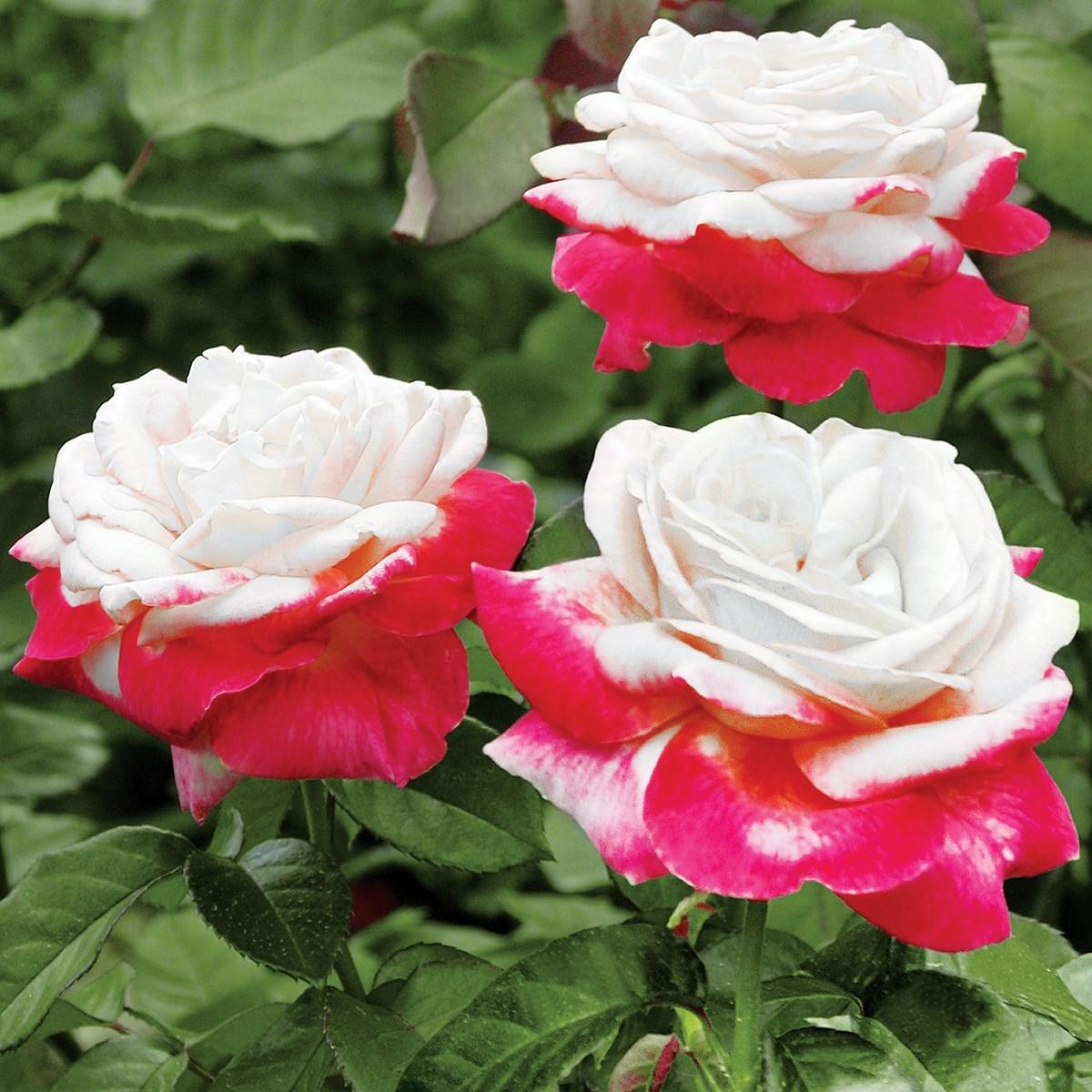 Rosa Landscape Fire N Ice - View 13 from www redcrocus com