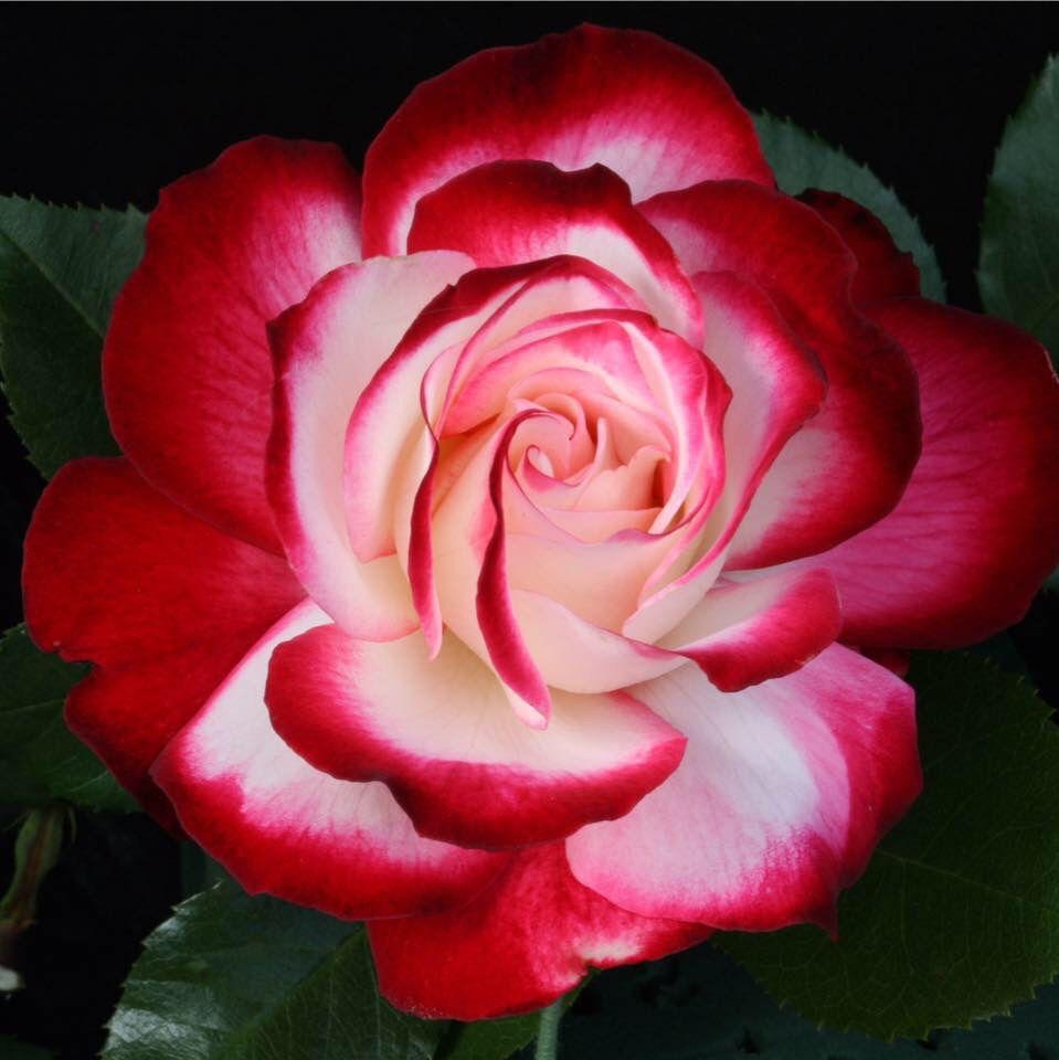 Rosa Landscape Fire N Ice - View 14 from www redcrocus com