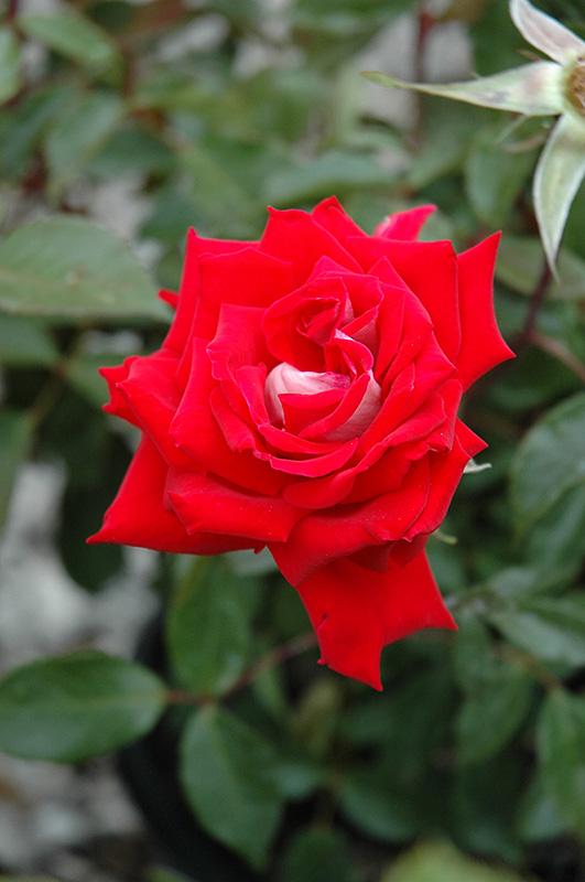 Rosa Landscape Fire N Ice - View 1 from www redcrocus com