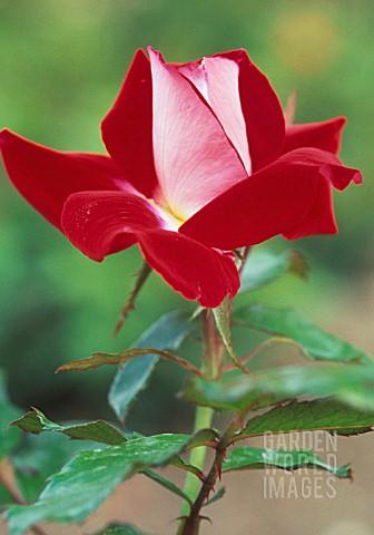 Rosa Landscape Fire N Ice - View 5 from www redcrocus com