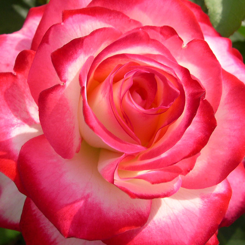 Rosa Landscape Fire N Ice - View 7 from www redcrocus com