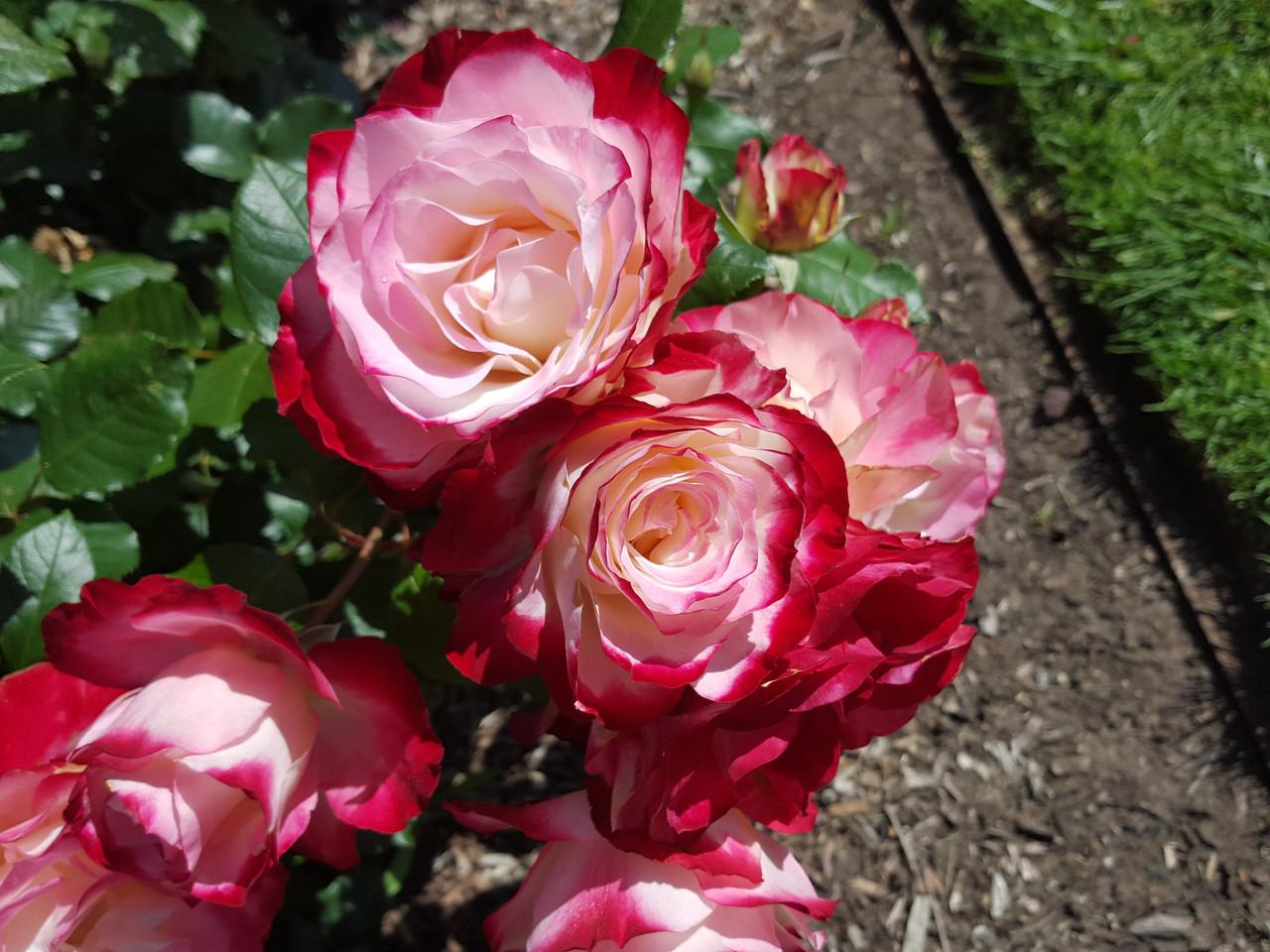 Rosa Landscape Fire N Ice - View 8 from www redcrocus com