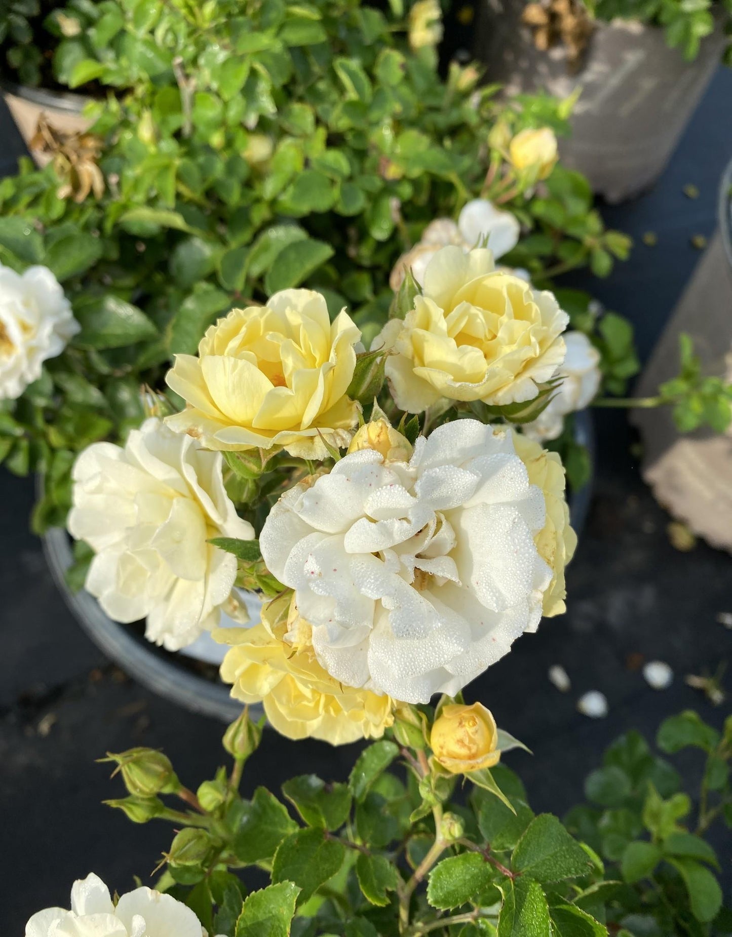 Rosa Landscape Popcorn Drift - View 10 from www redcrocus com