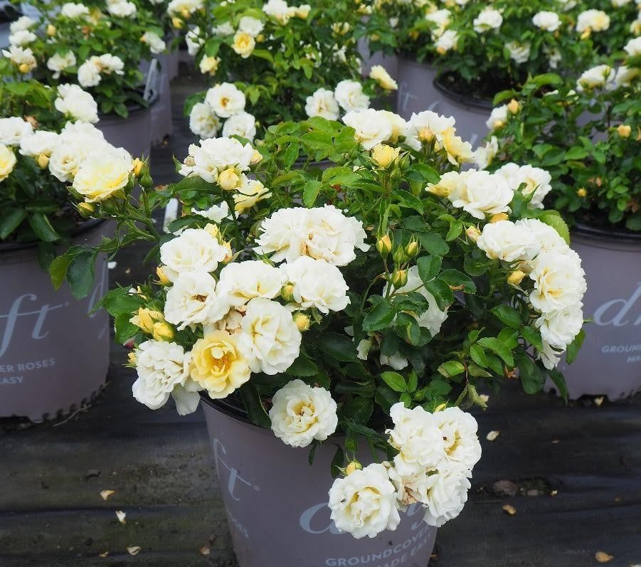 Rosa Landscape Popcorn Drift - View 11 from www redcrocus com