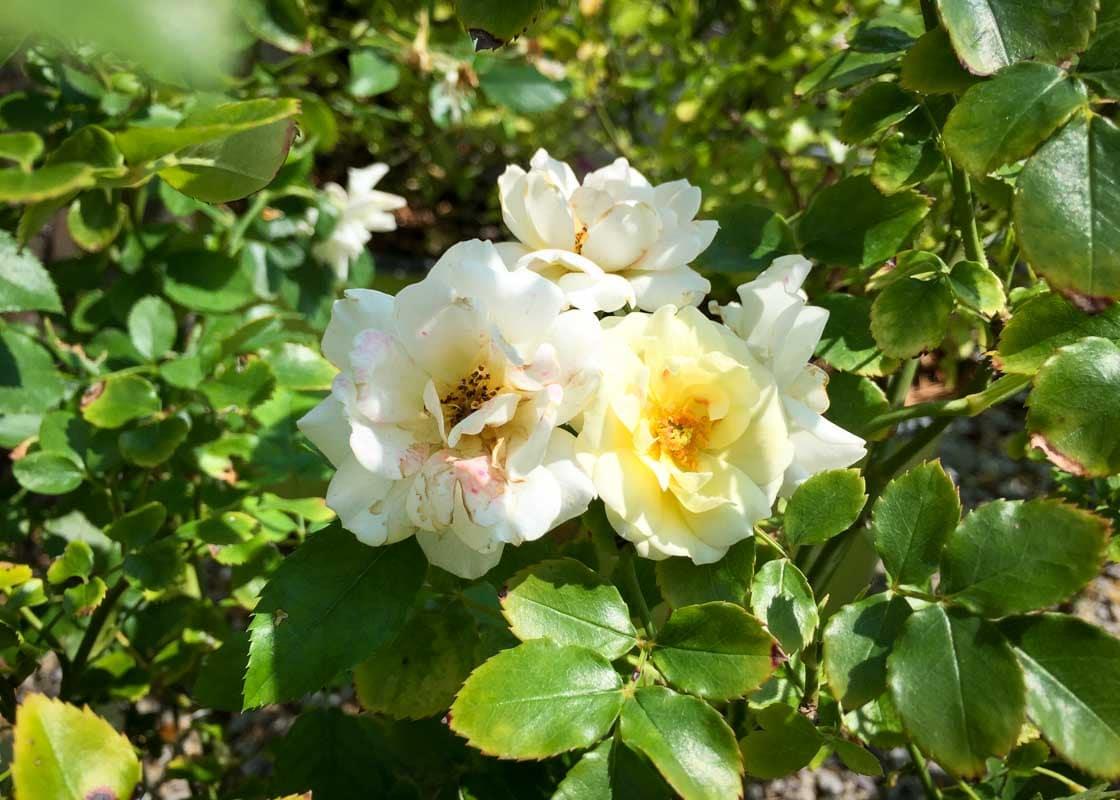 Rosa Landscape Popcorn Drift - View 12 from www redcrocus com