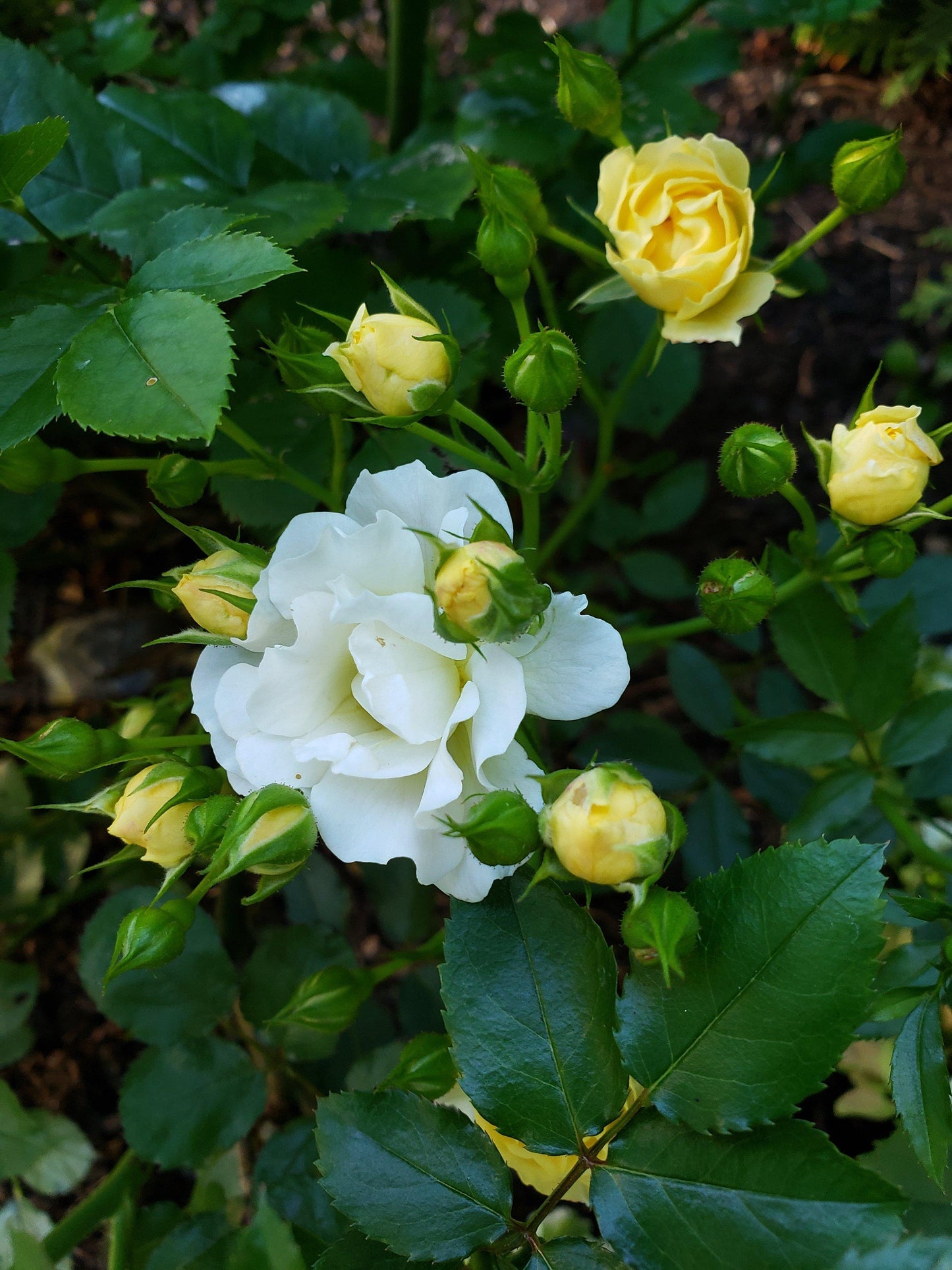 Rosa Landscape Popcorn Drift - View 13 from www redcrocus com