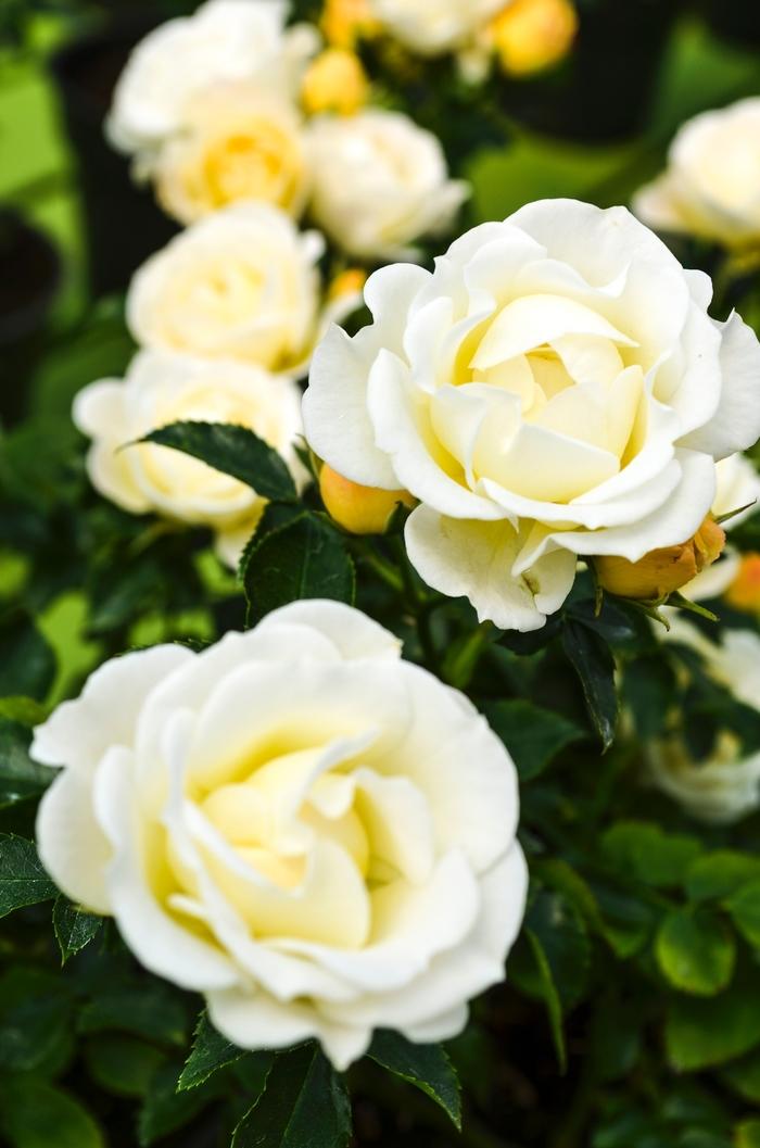 Rosa Landscape Popcorn Drift - View 14 from www redcrocus com