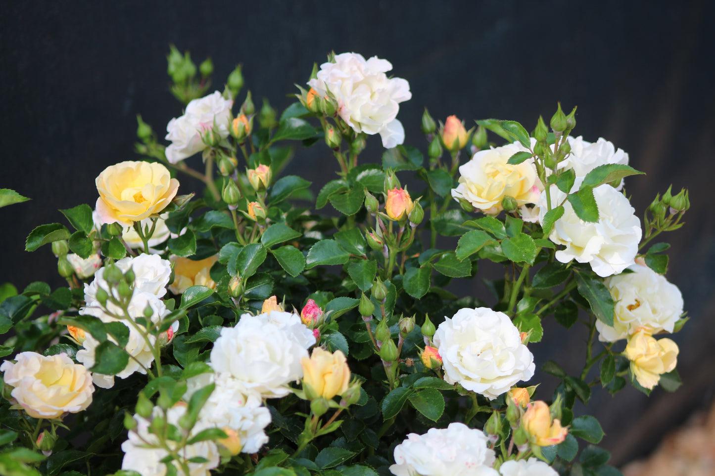 Rosa Landscape Popcorn Drift - View 17 from www redcrocus com