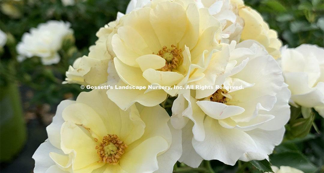 Rosa Landscape Popcorn Drift - View 18 from www redcrocus com