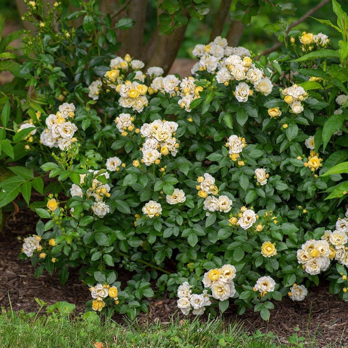 Rosa Landscape Popcorn Drift - View 3 from www redcrocus com