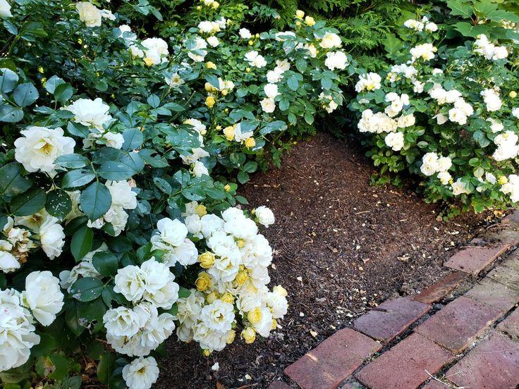 Rosa Landscape Popcorn Drift - View 4 from www redcrocus com