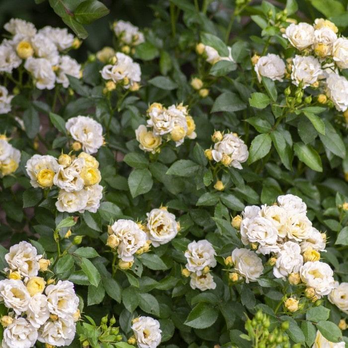 Rosa Landscape Popcorn Drift - View 6 from www redcrocus com