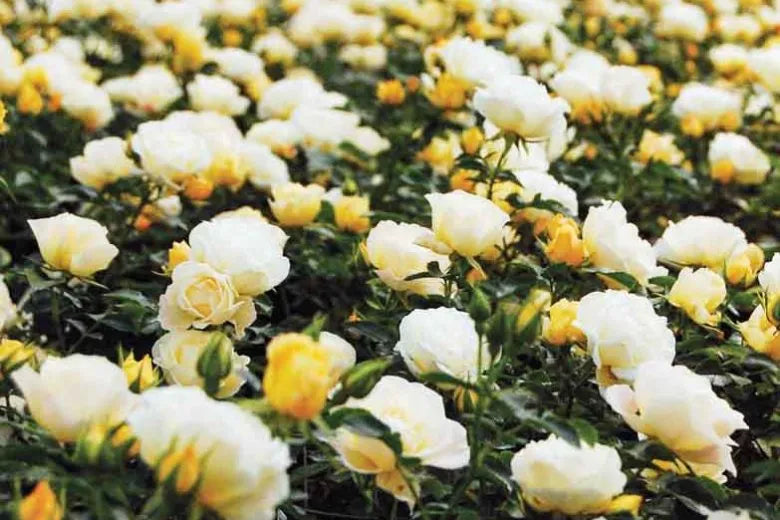 Rosa Landscape Popcorn Drift - View 7 from www redcrocus com