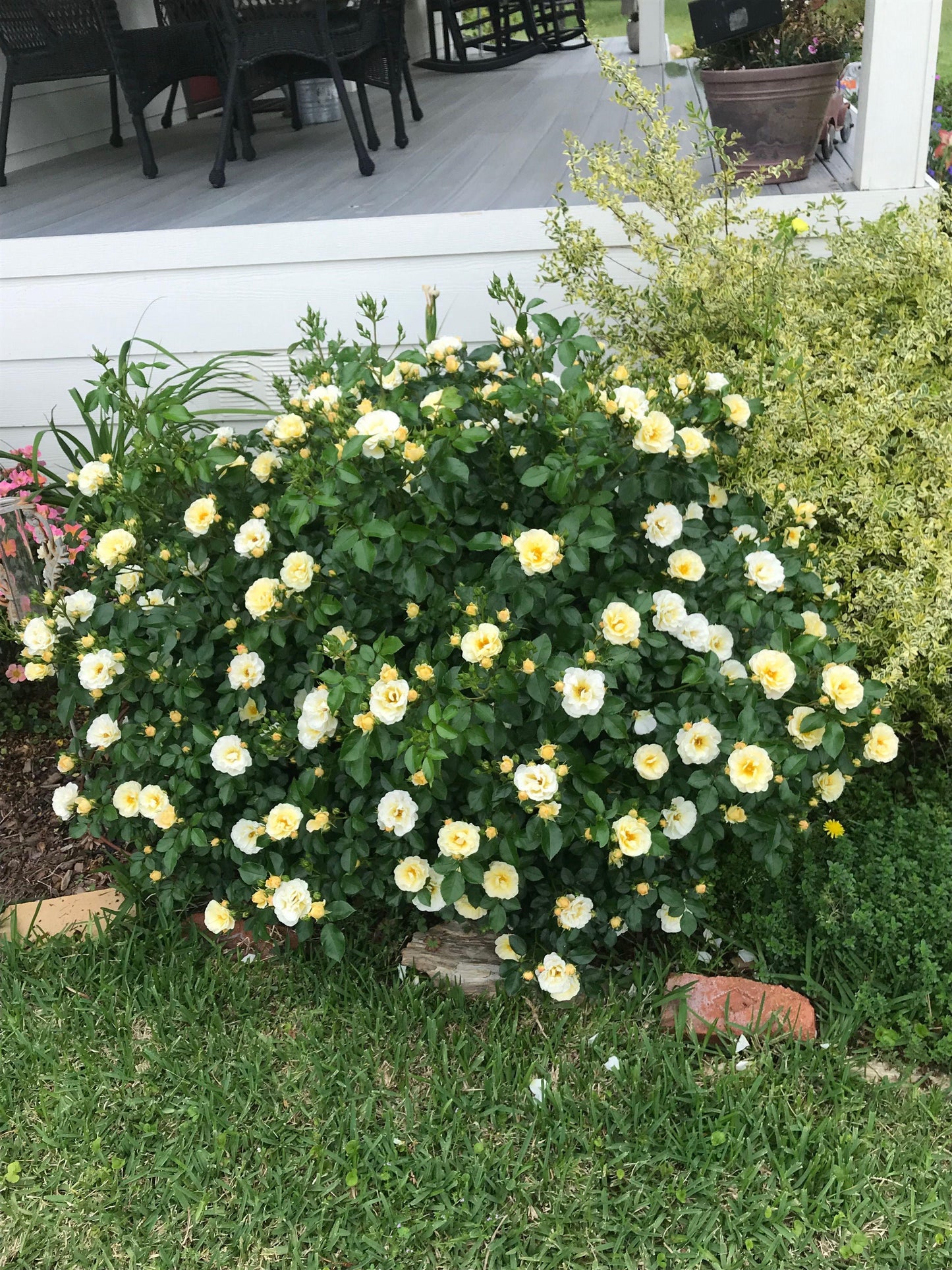 Rosa Landscape Popcorn Drift - View 7 from www redcrocus com
